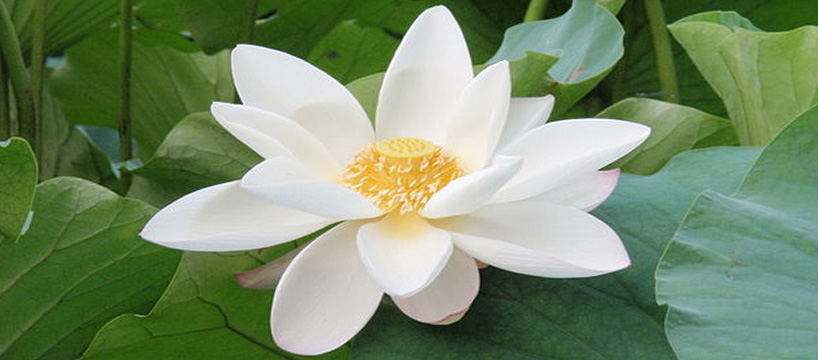 white lotus1